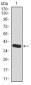 HAS2 Antibody